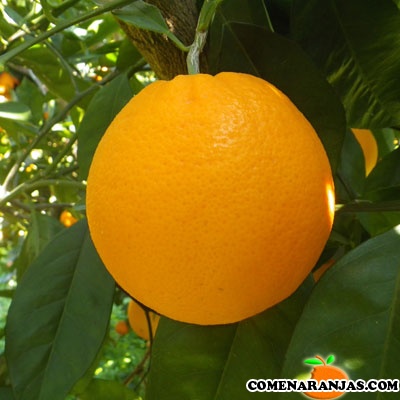 naranja navel lane late